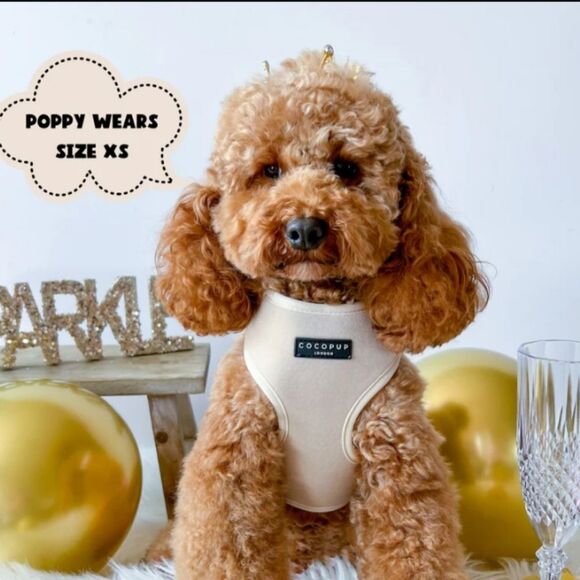 Cocopup Luxe Velvet Adjustable Neck Harness and Leash Set - Champagne Size XS - Picture 11 of 11